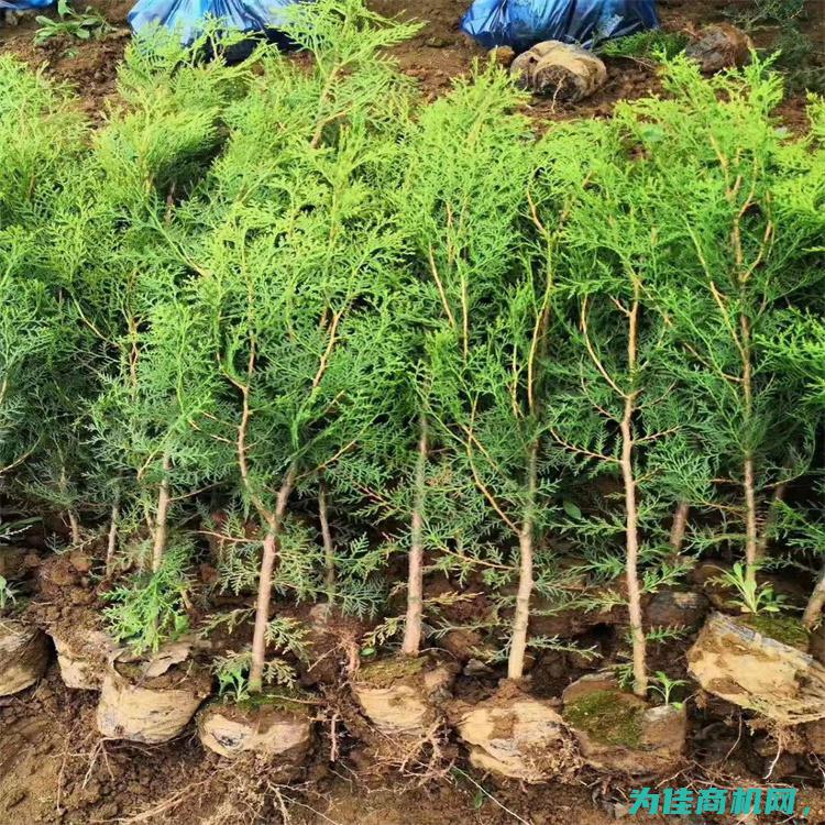 柏树高度50 陕西周至绿化苗木 荒山造林 供应侧柏 (柏树高度冠幅)